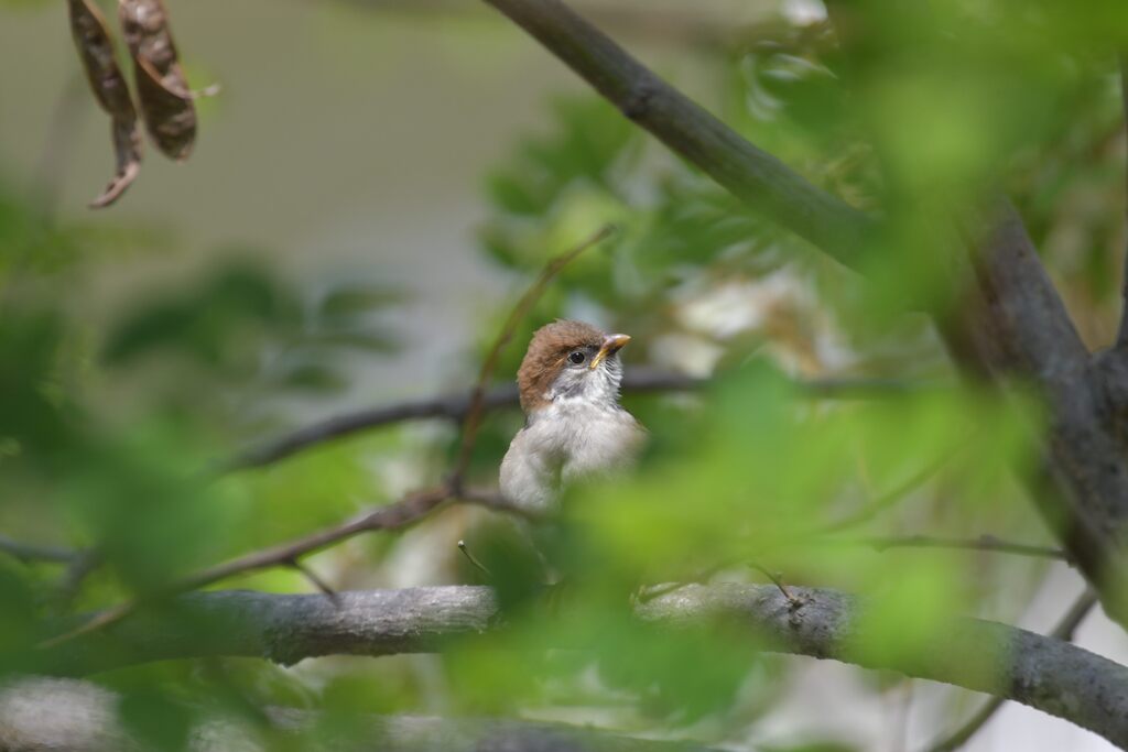 若鳥　　DSC_3508