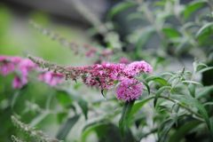 ブッドレア開花　DSC_4201