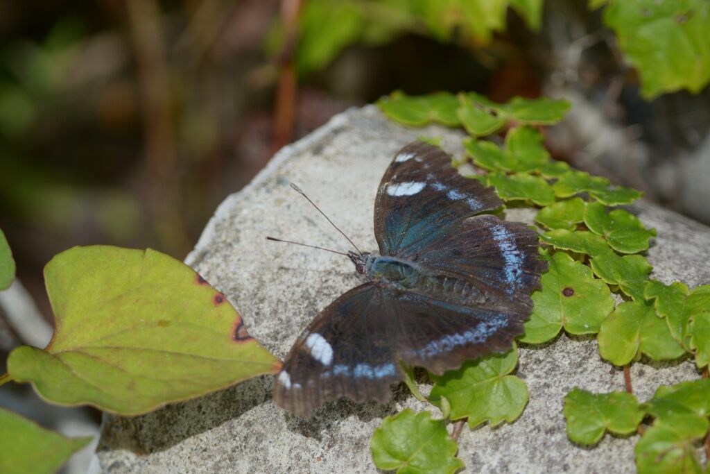 ルリタテハ　　DSC_2848