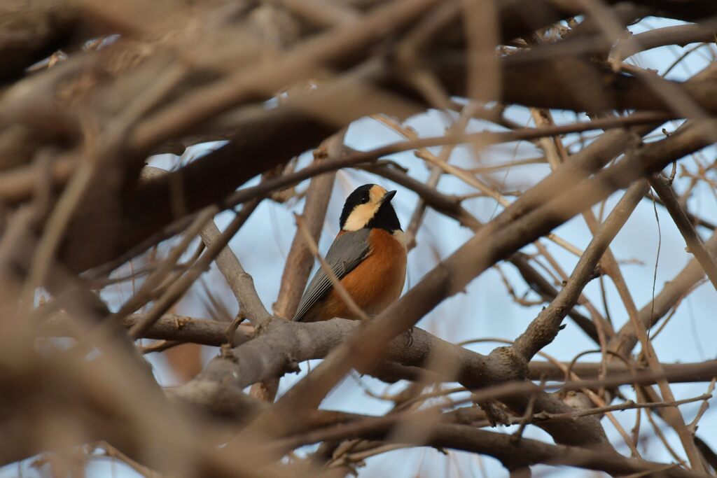 ヤマガラ　　DSC_1797