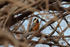 ヤマガラ　　DSC_1797