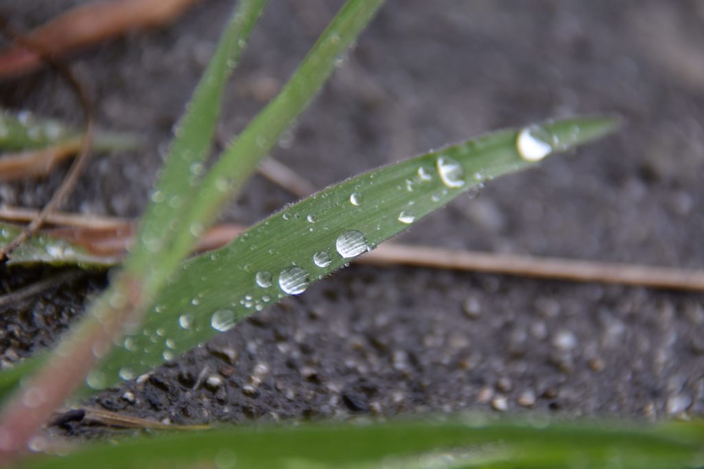 雨雫　　DSC_0966