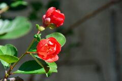 ボケの花が咲いた　　DSC_5370