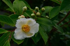 ナツツバキ開花　　DSC_4476