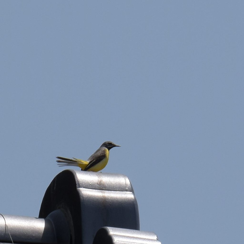 シャチホコではなくトリホコ！？　　DSC_1740
