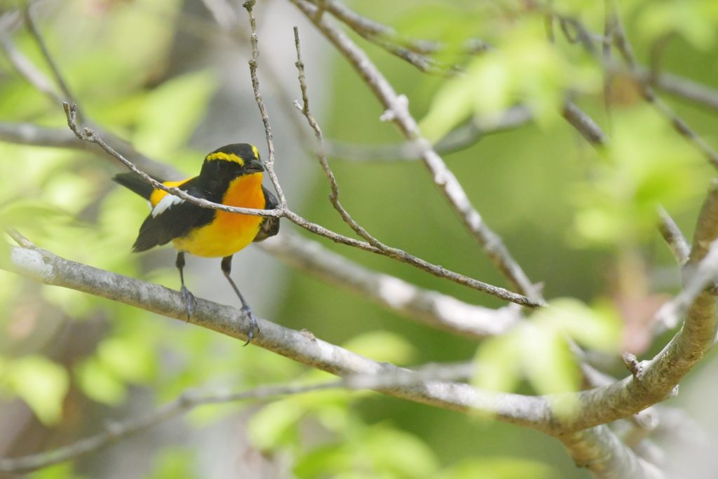 枝、邪魔だね・・・　DSC_2091