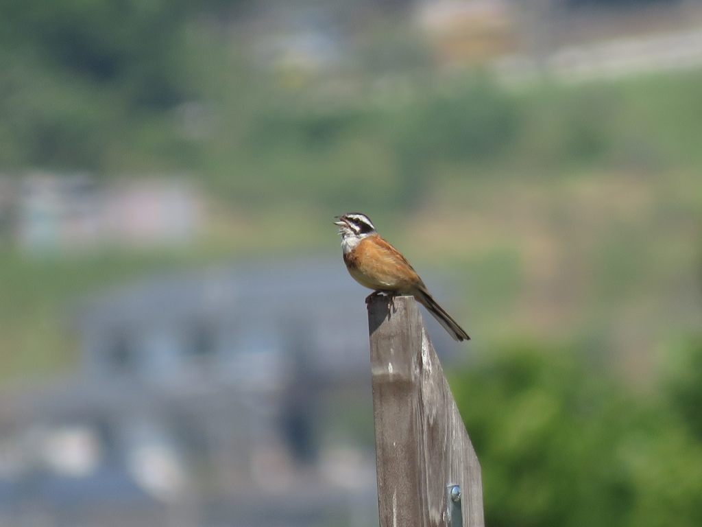 美しい声　IMG_0675