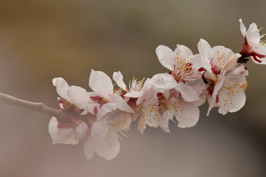 梅の花　２　DSC_8196