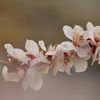 梅の花　２　DSC_8196