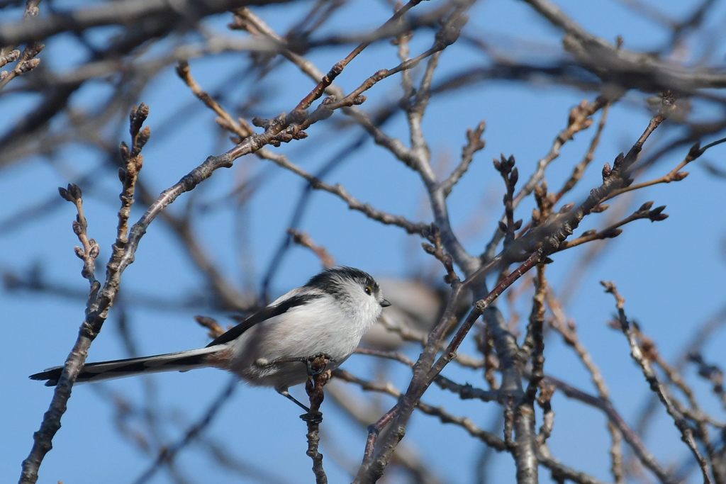 エナガの横顔　DSC_2954