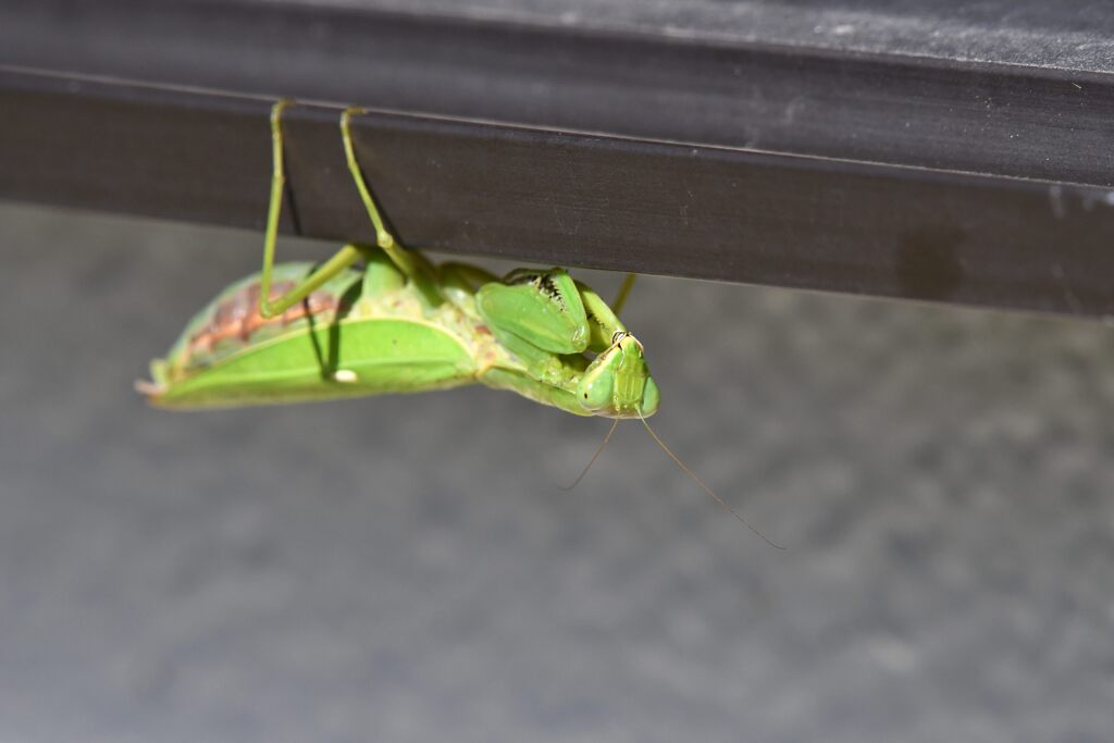 カマキリ　　DSC_4040
