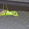 カマキリ　　DSC_4040
