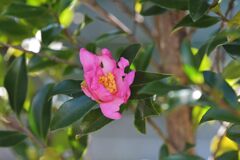 山茶花一輪　　　DSC_9466