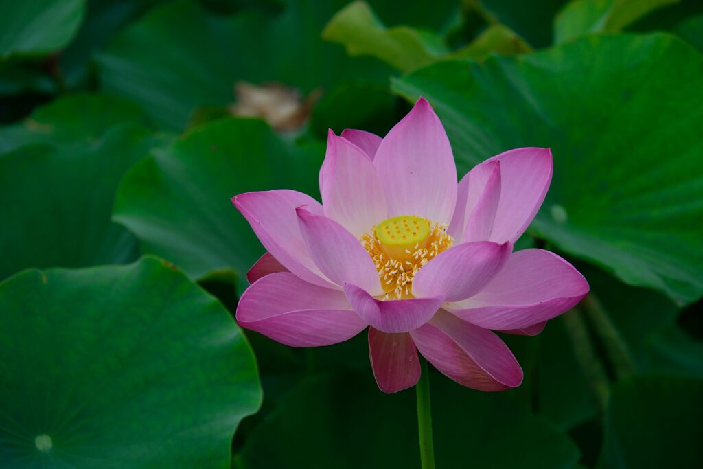 ハスの花　　DSC_5785