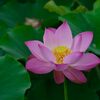 ハスの花　　DSC_5785