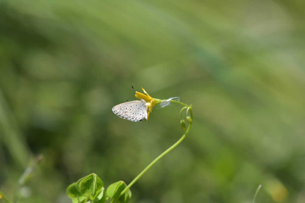 風に吹かれて　　DSC_2826