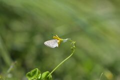風に吹かれて　　DSC_2826