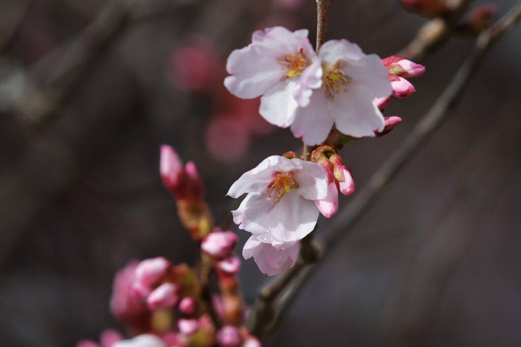 桜開花　　DSC_5713