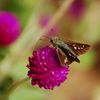 センニチコウにセセリン　　DSC_4195