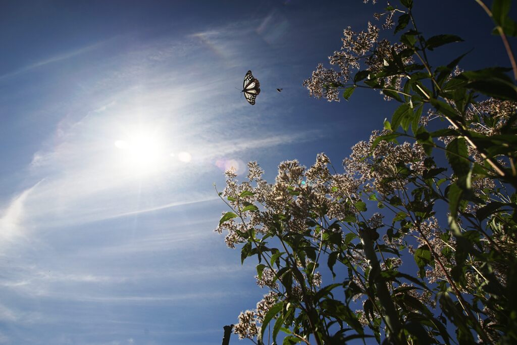 天高く秋空に舞う　　DSC05623
