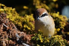 輝く瞳　DSC_4601