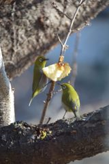 長野はやっぱりリンゴだね！　　DSC_0148