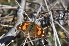 翅を広げて　　DSC_4544