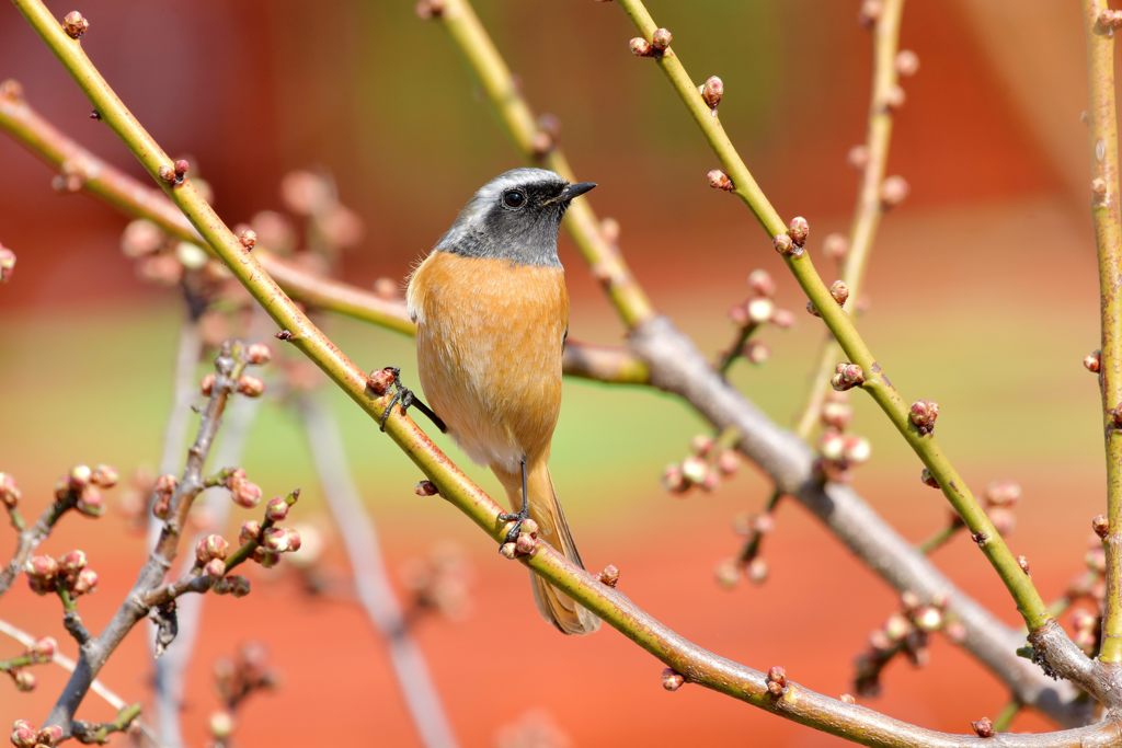 春めいて　DSC_7783