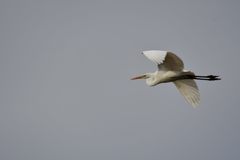ダイサギ連写　３　DSC_2809