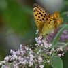 ブッドレアにウラギンスジヒョウモン　　DSC_1940