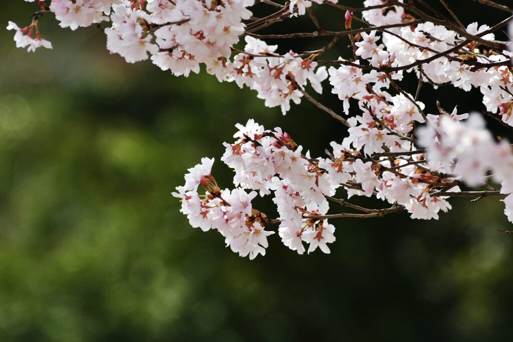 サクラ　　DSC_6338