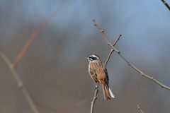 ホオジロ　DSC_1475