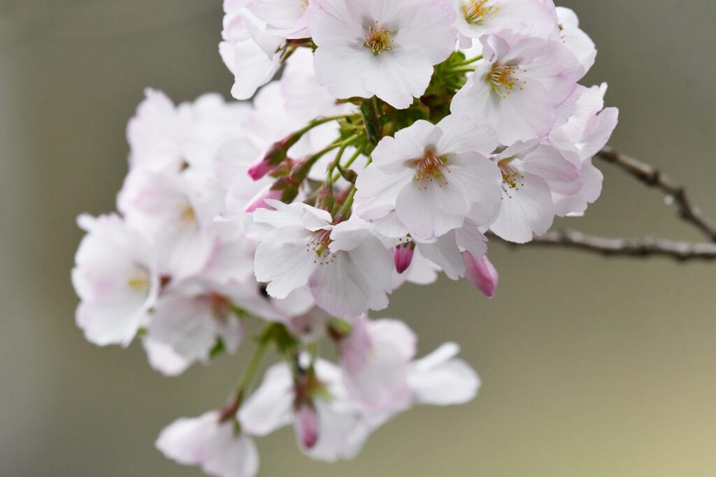 桜　１　　DSC_7738.jg