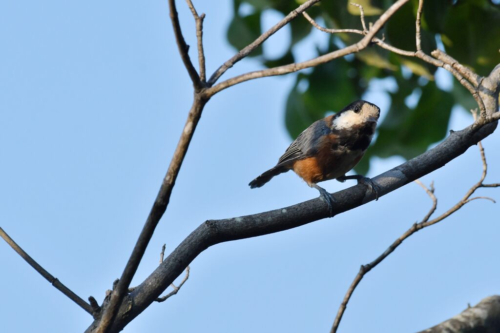 ヤマガラ　　DSC_9841