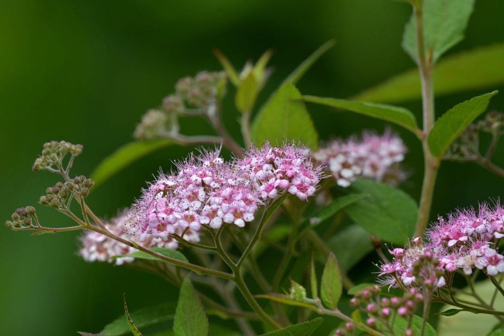 この花は？　２　DSC_0386