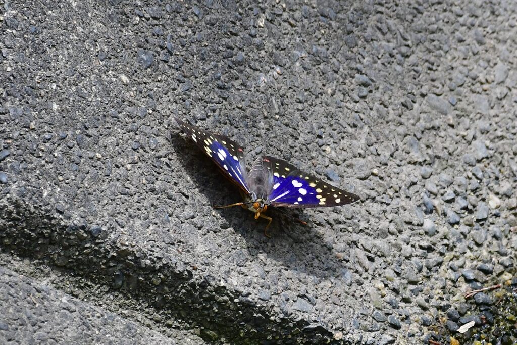 オオムラサキ　　　DSC_0661