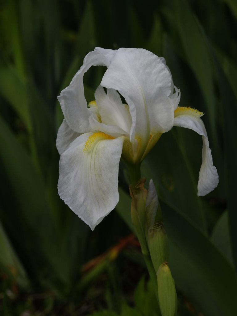 静かに咲く　DSCN5046