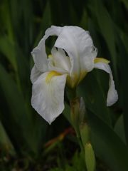 静かに咲く　DSCN5046