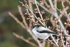 春までもう少し　DSC_6563