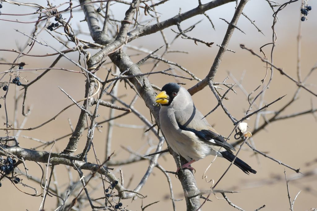 イカル　DSC_5965