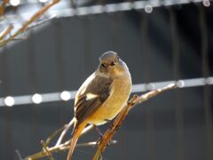 庭に来たジョウビタキ　DSCN8448