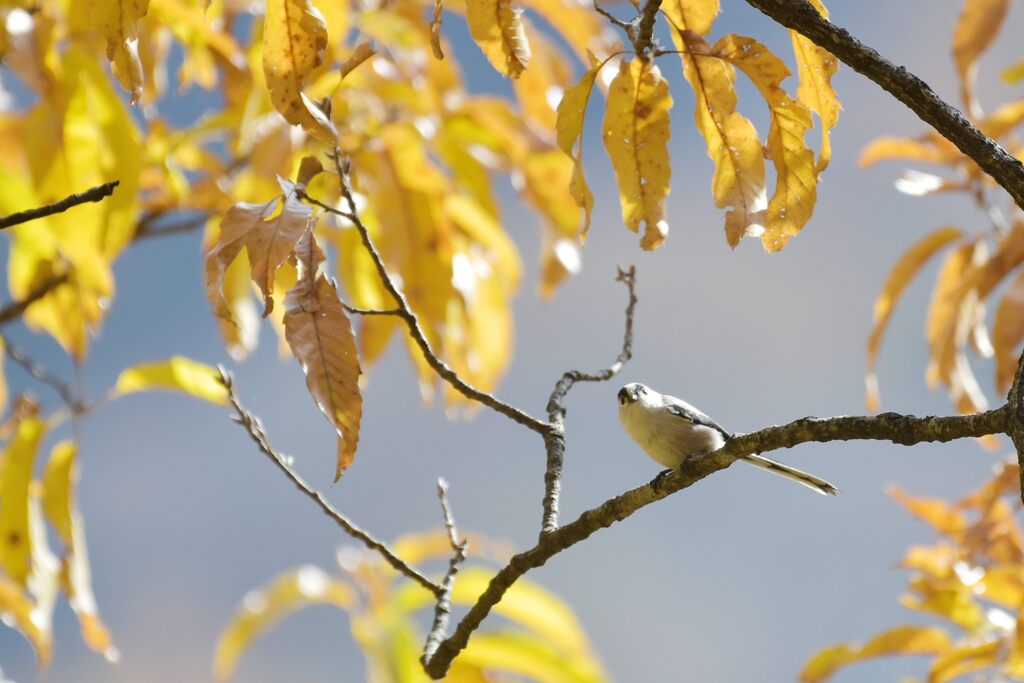 な～に？　DSC_4760