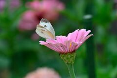 百日草にモンシロチョウ　　DSC_5034