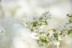 白い花　　DSC_1632