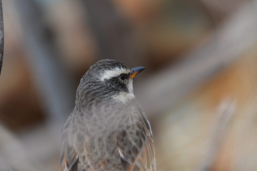ツグミ　　DSC_8100