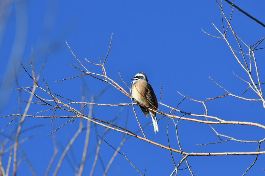 Singing in the Blue Sky   　　DSC_5176