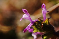 土手の早春　DSC04705