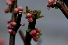 ボケの蕾と新芽　DSC_0988