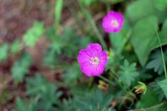 気がついたら　　DSC_3257