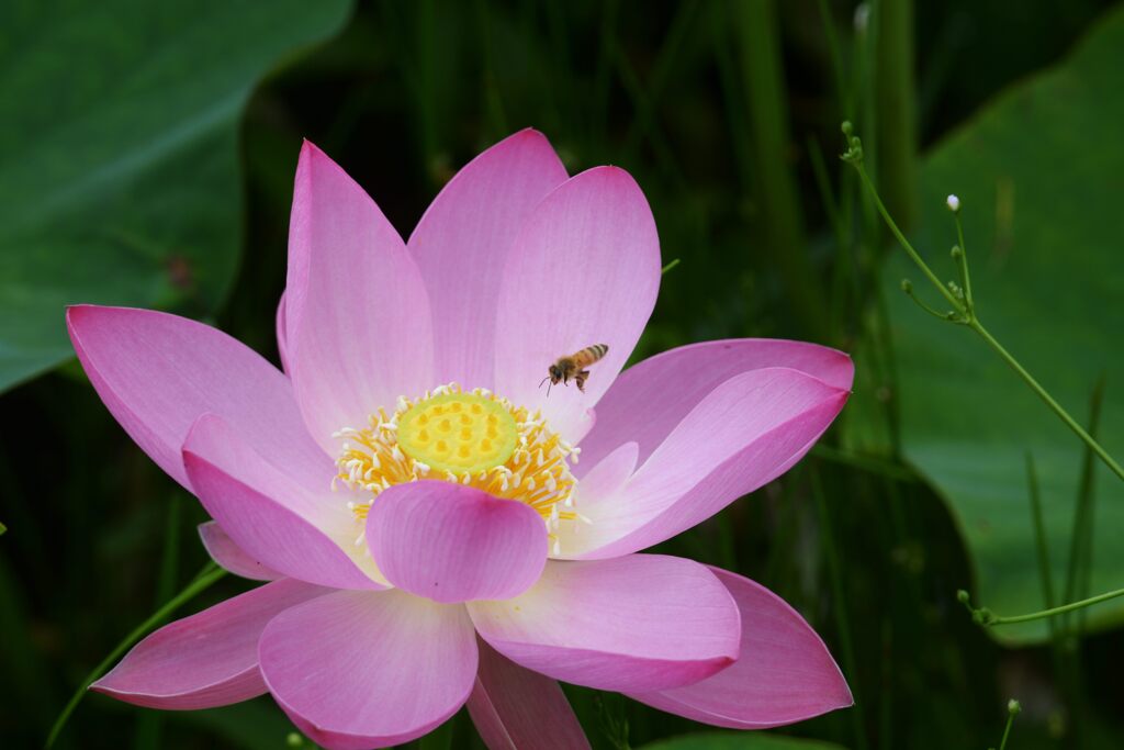 蓮の花　４　DSC_6131